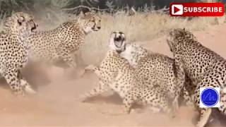 Female cheetah fights off four males during mating season [upl. by Betteann]