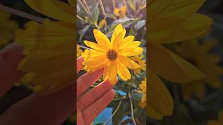 topinambur heliantustuberosus heliantus foraging girasoles erdbirne jerusalemartischocke [upl. by Jule]