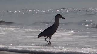 Black crowned Night Heron Fourth of July  2024 [upl. by Debo383]