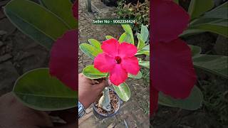 buy adenium plant from plant nursery kolkata all india home delivery [upl. by Adnahc]