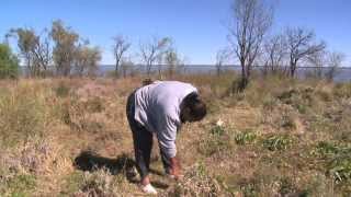 Through Our Eyes  Native Foods At Narran Lake with Brenda McBride Dharriwaa [upl. by Ahsenad]