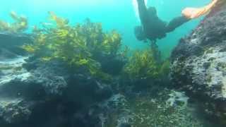 Diving At Voodoo Near Kurnell [upl. by Mairym]