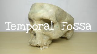 Temporal Fossa  Chart  Head and Neck  The Charsi of Medical Literature [upl. by Poore296]