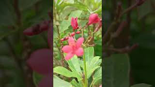 Goodwell Ka Phool  nature gardening [upl. by Adnawal]