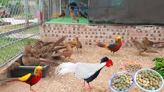 How to raising Golden Pheasants breeding Chickens amp Harvested in Farm [upl. by Enilauqcaj]