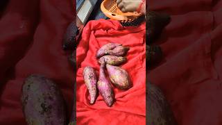 New trick to roast sweet potatoes shorts ytshorts sweetpotato sweetpotatorecipes recipe [upl. by Feliks]