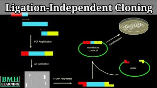 LigationIndependent Cloning  LIC Cloning [upl. by Vance201]