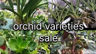 orchid varieties saleNew varieties [upl. by Teak]