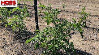 WILL THIS SIMPLE NETTING HOLD THESE CHERRY TOMATOES [upl. by Malik]