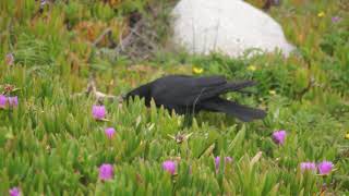 WARNING CROW PECKED GROUND SQUIRREL TO DEATH in 4K [upl. by Enyt]