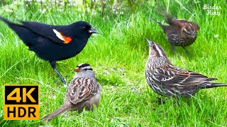 Cat TV for Cats to Watch 😺 Birds love spring Flowers bloom Grass is green 🐦 8 Hours4K HDR [upl. by Varney]