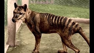 Tasmanian tiger Thylacine not extinct [upl. by Drida]