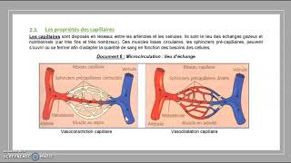 Histologie des vaisseaux sanguins [upl. by Ttenneb509]