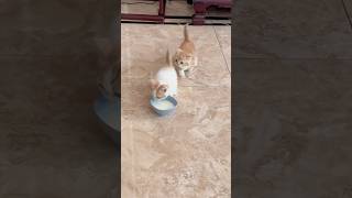 Cute Kitties kitty kittypets kitties kittycat pets pet shortvideo short fyp [upl. by Fred358]