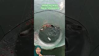 MENJARING IKAN PAKAI SEMANGKA fish fishing experiment amazingfacts [upl. by Frederiksen]