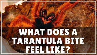 What Does A Tarantula Bite Feel Like PLUS a very sneaky Spidey [upl. by Olihs]