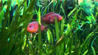 Hemichromis sp Muanda Hemichromis lifalili guarding fry [upl. by Ritchie]