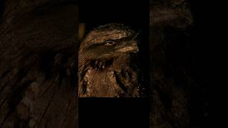 Tawny Frogmouth birds wildlife animals tawnyfrogmouth australiananimals [upl. by Theurer503]