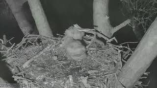 Youngest Savannah Great Horned Owl Attempts to Swallow Rat March 3 2015 [upl. by Alicirp461]