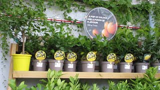 Plant Nursery Tour  Plants with Price  Plant Nursery Near Me  Part 3 [upl. by Etteloc]