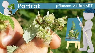 🖼️ Porträt 073  Himbeere Rubus idaeus  WildpflanzenSteckbrief Essbar [upl. by Olli]