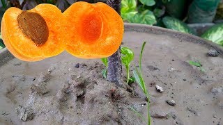 How to Care Apricot Plant  Fruit Free  Big Apricot Varieties Urduhindi [upl. by Eidnak938]