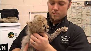 TOOCUTE VIDEO Baby Cheetahs [upl. by Haymo391]