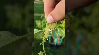 Parasitic wasp cocoons on a hornworm [upl. by Valda]