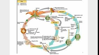 LIFE CYCLEAntophyta [upl. by Eisler424]