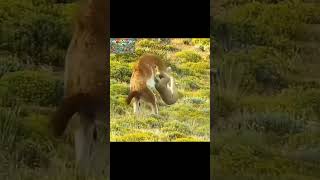 Pronghorn’s Epic Kick Saves It From Lion Attack [upl. by Jacobo]