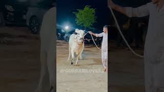 Beauty of Dera Haji Da  2024 Collection  Qurbani lovers with WAK bulls bigkohan bigbulls [upl. by Llertac]