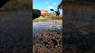 11052024 Got 10quot Black Bull head catfish in Mosquito Creek catfishing bullhead [upl. by Einnob]