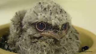 Cute Tawny Frogmouth Chick [upl. by Adon187]