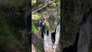 World War II Tank Traps of Mount Lindesay Road Tenterfield NSW [upl. by Shult]