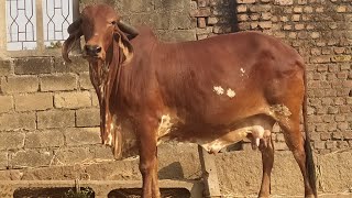 Gir cow For sell 📱 98258 30236 [upl. by Bolling]