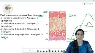 Adrenal gland  cortex and medulla MCQ [upl. by Namia627]