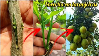 COMO FAZER ENXERTIA DE LARANJAS CITROS através da borbulha DICAS para um ótimo resultado [upl. by Zerline836]