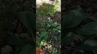 Comfrey plus nitrogen fixing tree permaculture garden homesteading [upl. by Clevey]