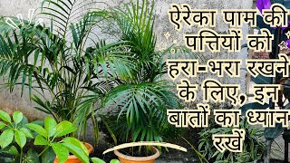 Areca palm  Areca Palm Care  ऐरेका पाम की पत्तियों को हराभरा रखने के लिए इन बातों का ध्यान रखें [upl. by Malamut475]