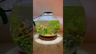 Planted Fish bowl fishtank aquarium nofilter plantedtank aquascape plants fishkeeping fish [upl. by Omiseno]