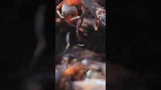 The Zombie Ant Fungus Natures Mind Control ZombieAntFungus MindControl NatureMysteries [upl. by Lebiram]