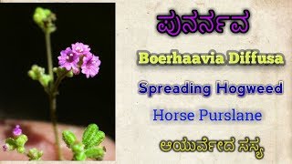 ಪುನರ್ನವ  Boerhaavia Diffusa  Spreading Hogweed  Red Hogweed [upl. by Cesya]