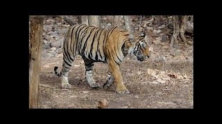 The Natural World  The Man Eaters of Kumaon 1986 [upl. by Kevina]