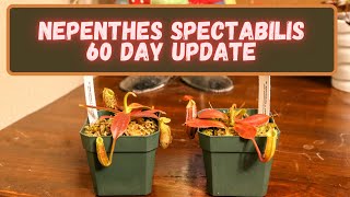 Nepenthes Spectabilis x Veichii amp Nepenthes Spectabilis x Platychila 60 Day Update New Pitchers [upl. by Eeznyl]