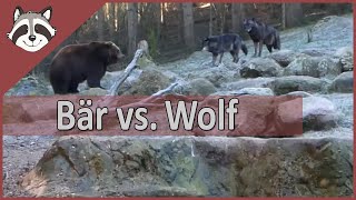 Bär vs Wölfe im Wildpark Lüneburger Heide [upl. by Silra208]