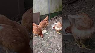 Four Chicken Pullets Feeding [upl. by Okimat]