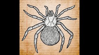 Cascade Funnel Web Spider Song [upl. by Iman]