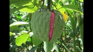 ANONAS en el campo elsalvador Jason Galvez El Patechucho [upl. by Nahtaoj]