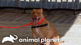 An Excited Puppy Meets An Even More Excited Dog Trainer  Pit Bulls and Parolees  Animal Planet [upl. by Anica803]