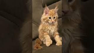 Affordable mainecoon cats 4U [upl. by Ewall]